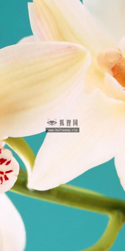 【14013】植物壁纸  2K 高清壁纸2560_1600@青蛙壁纸-笨猫小站