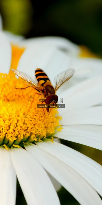 【14015】植物壁纸  2K 高清壁纸2560_1600@青蛙壁纸-笨猫小站