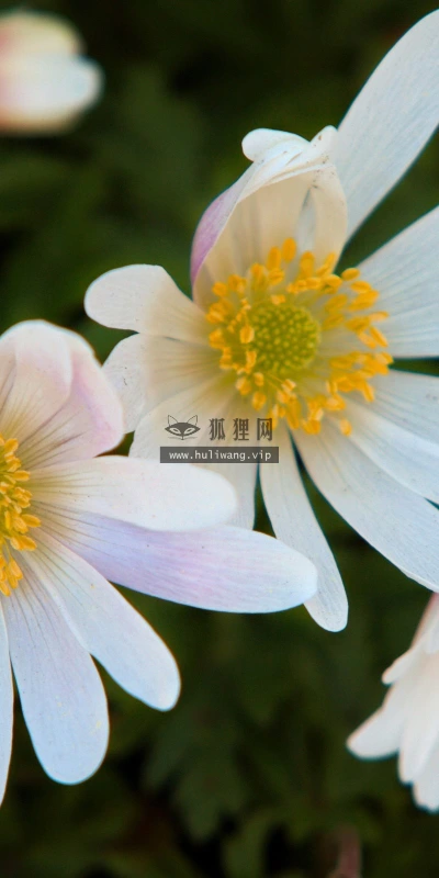 【14016】植物壁纸  2K 高清壁纸2560_1600@青蛙壁纸-笨猫小站