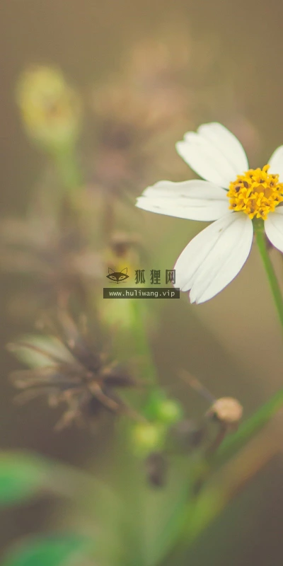 【14017】植物壁纸  2K 高清壁纸2560_1600@青蛙壁纸-笨猫小站