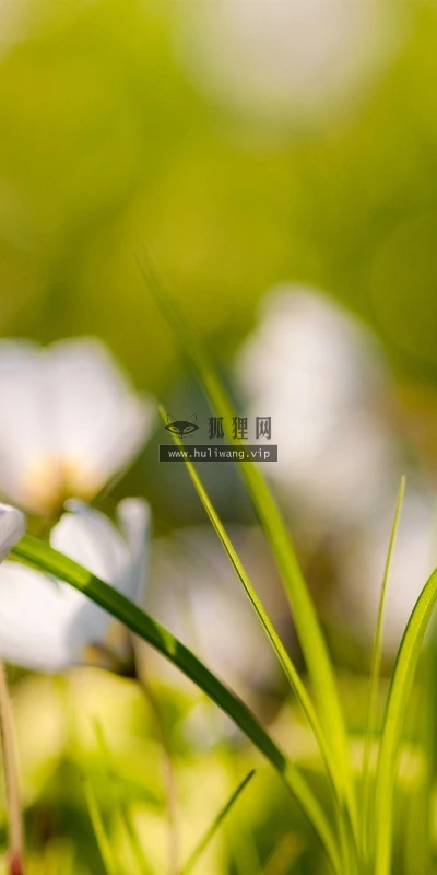 【14019】植物壁纸  2K 高清壁纸2560_1600@青蛙壁纸-笨猫小站