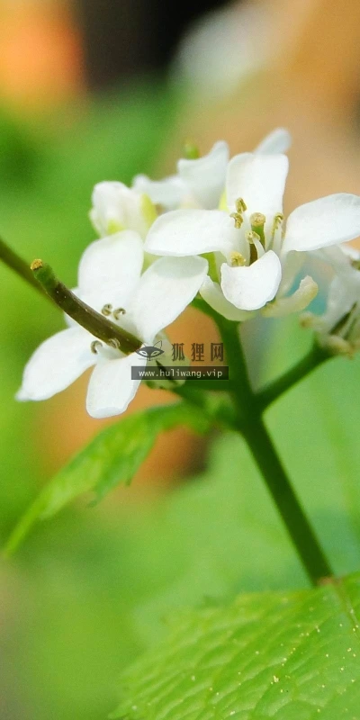 【14021】植物壁纸  2K 高清壁纸2560_1600@青蛙壁纸-笨猫小站