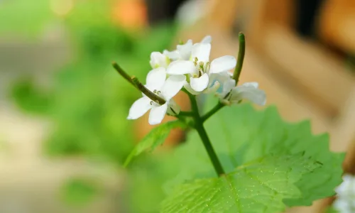 【14021】植物壁纸  2K 高清壁纸2560_1600@青蛙壁纸-笨猫小站