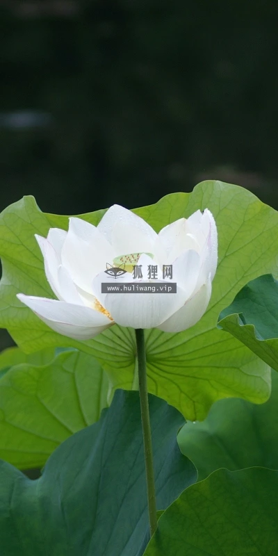【14023】植物壁纸  2K 高清壁纸2560_1600@青蛙壁纸-笨猫小站