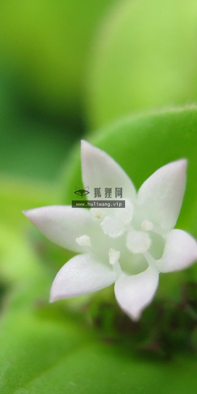 【14027】植物壁纸  2K 高清壁纸2560_1600@青蛙壁纸-笨猫小站