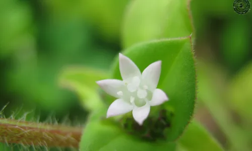 【14027】植物壁纸  2K 高清壁纸2560_1600@青蛙壁纸-笨猫小站