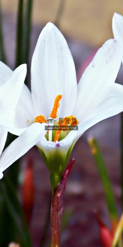 【14029】植物壁纸  2K 高清壁纸2560_1600@青蛙壁纸-笨猫小站