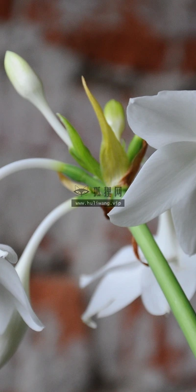 【14030】植物壁纸  2K 高清壁纸2560_1600@青蛙壁纸-笨猫小站