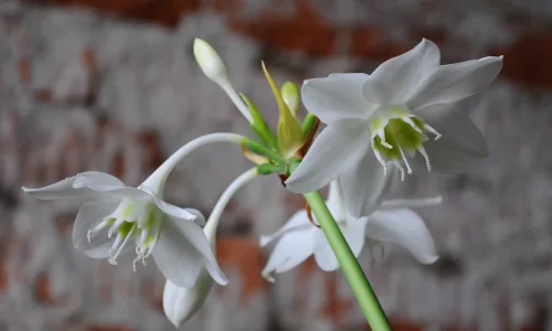 【14030】植物壁纸  2K 高清壁纸2560_1600@青蛙壁纸-笨猫小站