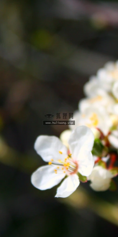【14031】植物壁纸  2K 高清壁纸2560_1600@青蛙壁纸-笨猫小站