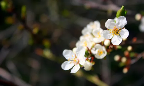 【14031】植物壁纸  2K 高清壁纸2560_1600@青蛙壁纸-笨猫小站