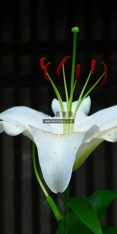 【14033】植物壁纸  2K 高清壁纸2560_1600@青蛙壁纸-笨猫小站