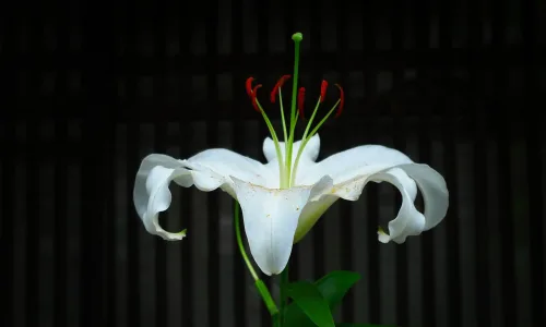 【14033】植物壁纸  2K 高清壁纸2560_1600@青蛙壁纸-笨猫小站