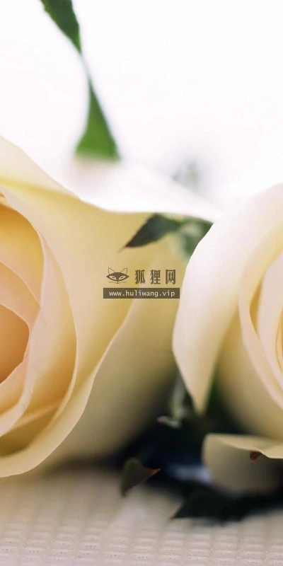 【14034】植物壁纸  2K 高清壁纸2560_1600@青蛙壁纸-笨猫小站