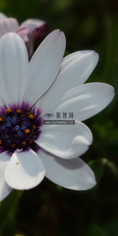 【14035】植物壁纸  2K 高清壁纸2560_1600@青蛙壁纸-笨猫小站