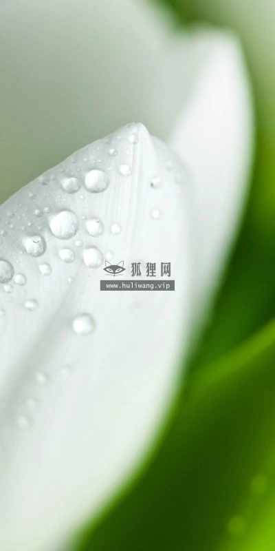 【14036】植物壁纸  2K 高清壁纸2560_1600@青蛙壁纸-笨猫小站