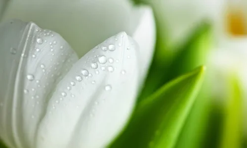 【14036】植物壁纸  2K 高清壁纸2560_1600@青蛙壁纸-笨猫小站