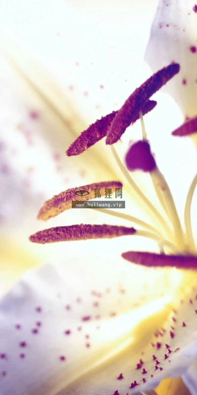 【14037】植物壁纸  2K 高清壁纸2560_1600@青蛙壁纸-笨猫小站