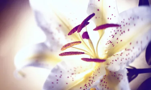 【14037】植物壁纸  2K 高清壁纸2560_1600@青蛙壁纸-笨猫小站
