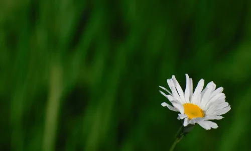 【14038】植物壁纸  2K 高清壁纸2560_1600@青蛙壁纸-笨猫小站