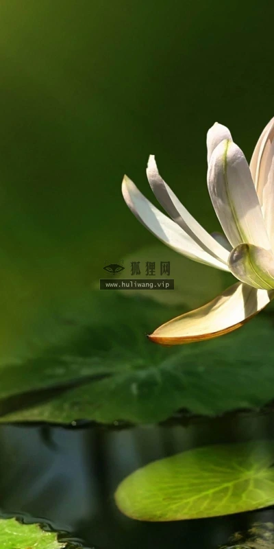 【14041】植物壁纸  2K 高清壁纸2560_1600@青蛙壁纸-笨猫小站