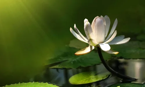 【14041】植物壁纸  2K 高清壁纸2560_1600@青蛙壁纸-笨猫小站