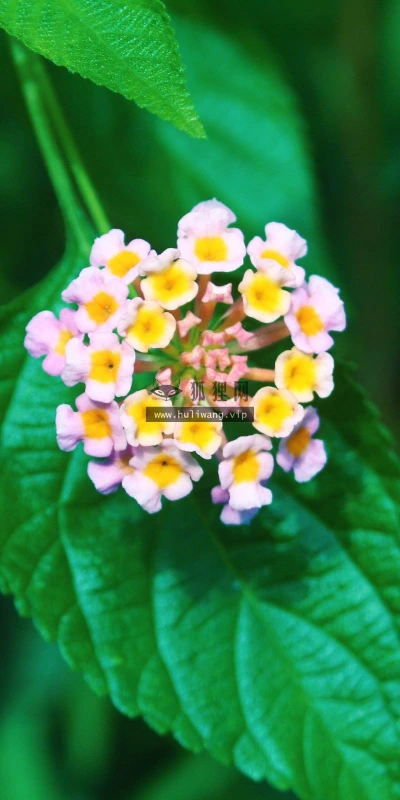 【14042】植物壁纸  2K 高清壁纸2560_1600@青蛙壁纸-笨猫小站