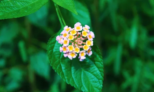 【14042】植物壁纸  2K 高清壁纸2560_1600@青蛙壁纸-笨猫小站
