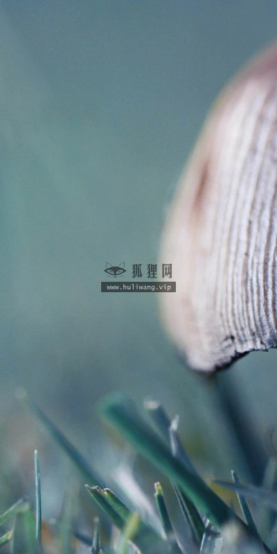 【14043】植物壁纸  2K 高清壁纸2560_1600@青蛙壁纸-笨猫小站