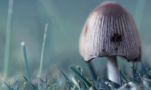 【14043】植物壁纸  2K 高清壁纸2560_1600@青蛙壁纸-笨猫小站