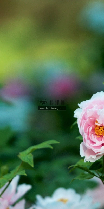 【14046】植物壁纸  2K 高清壁纸2560_1600@青蛙壁纸-笨猫小站