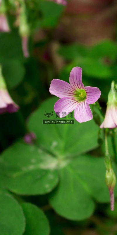 【14047】植物壁纸  2K 高清壁纸2560_1600@青蛙壁纸-笨猫小站