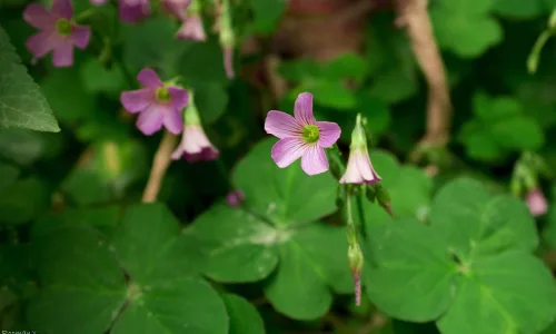 【14047】植物壁纸  2K 高清壁纸2560_1600@青蛙壁纸-笨猫小站