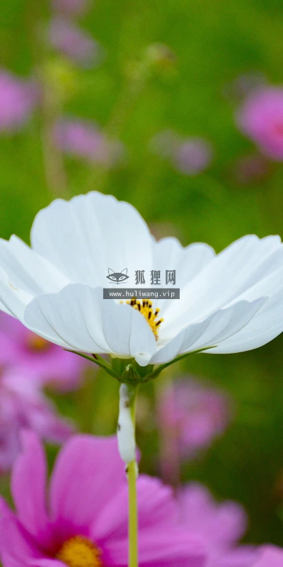 【14048】植物壁纸  2K 高清壁纸2560_1600@青蛙壁纸-笨猫小站
