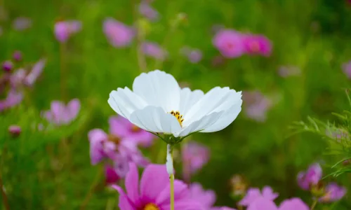【14048】植物壁纸  2K 高清壁纸2560_1600@青蛙壁纸-笨猫小站