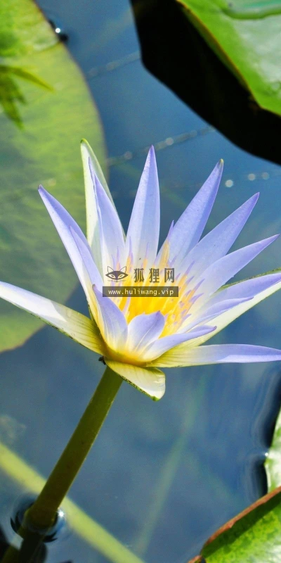 【14049】植物壁纸  2K 高清壁纸2560_1600@青蛙壁纸-笨猫小站