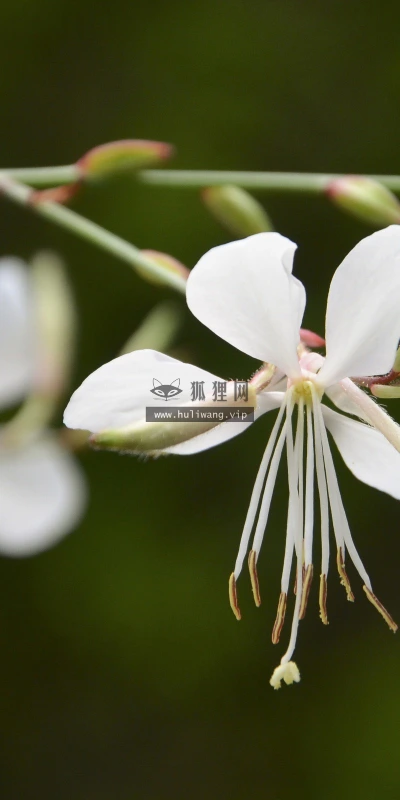 【14050】植物壁纸  2K 高清壁纸2560_1600@青蛙壁纸-笨猫小站