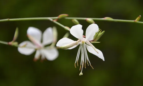 【14050】植物壁纸  2K 高清壁纸2560_1600@青蛙壁纸-笨猫小站