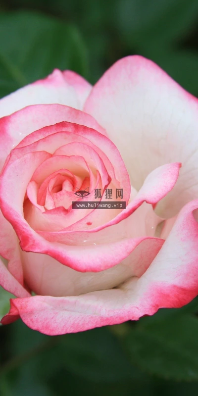 【14051】植物壁纸  2K 高清壁纸2560_1600@青蛙壁纸-笨猫小站