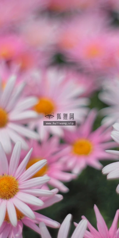 【14052】植物壁纸  2K 高清壁纸2560_1600@青蛙壁纸-笨猫小站