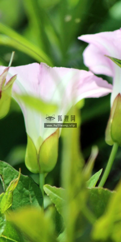 【14056】植物壁纸  2K 高清壁纸2560_1600@青蛙壁纸-笨猫小站