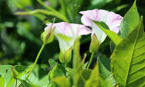 【14056】植物壁纸  2K 高清壁纸2560_1600@青蛙壁纸-笨猫小站