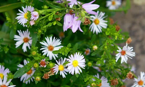 【14057】植物壁纸  2K 高清壁纸2560_1600@青蛙壁纸-笨猫小站