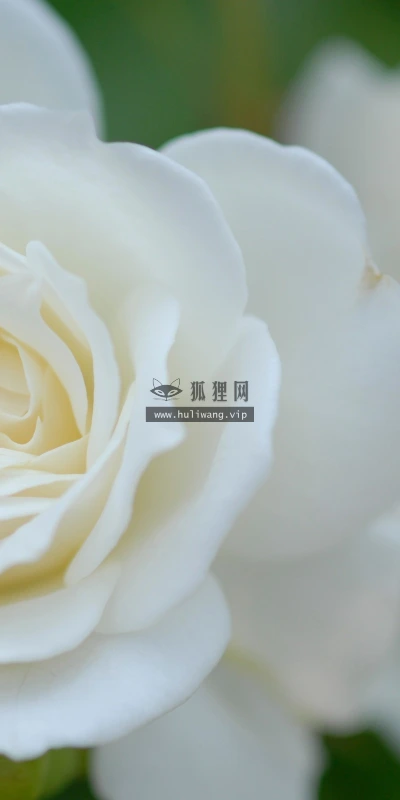 【14058】植物壁纸  2K 高清壁纸2560_1600@青蛙壁纸-笨猫小站