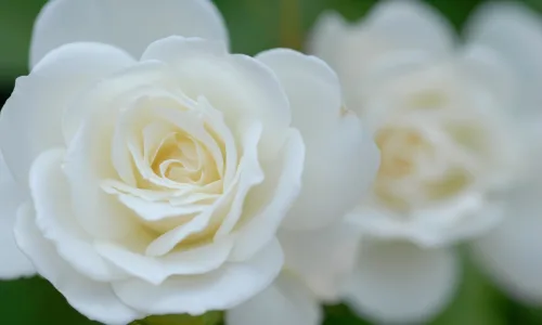 【14058】植物壁纸  2K 高清壁纸2560_1600@青蛙壁纸-笨猫小站