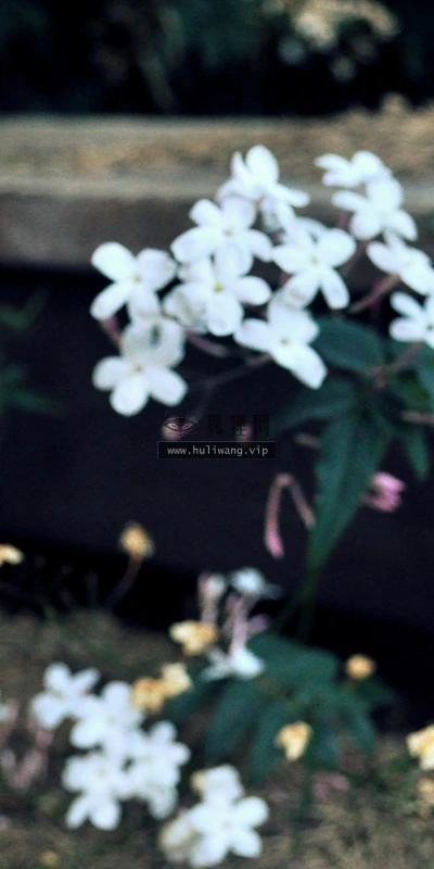 【14060】植物壁纸  2K 高清壁纸2560_1600@青蛙壁纸-笨猫小站