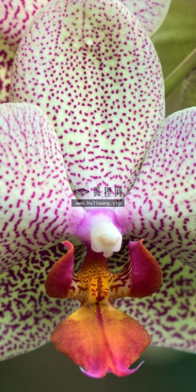 【14062】植物壁纸  2K 高清壁纸2560_1600@青蛙壁纸-笨猫小站