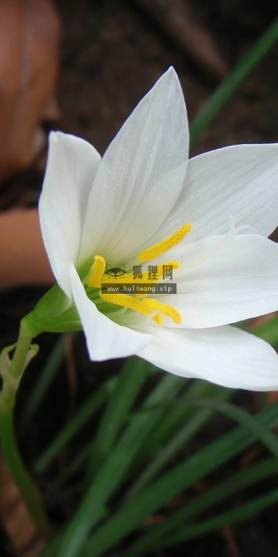 【14063】植物壁纸  2K 高清壁纸2560_1600@青蛙壁纸-笨猫小站