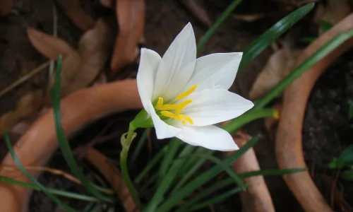 【14063】植物壁纸  2K 高清壁纸2560_1600@青蛙壁纸-笨猫小站