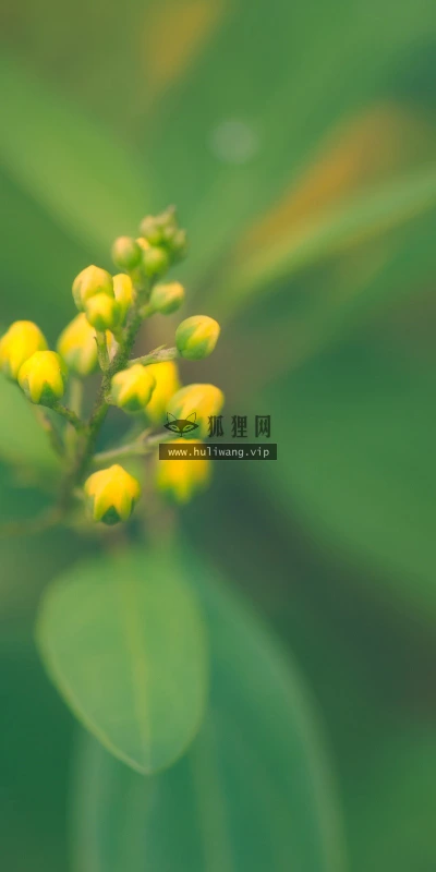【14067】植物壁纸  2K 高清壁纸2560_1600@青蛙壁纸-笨猫小站